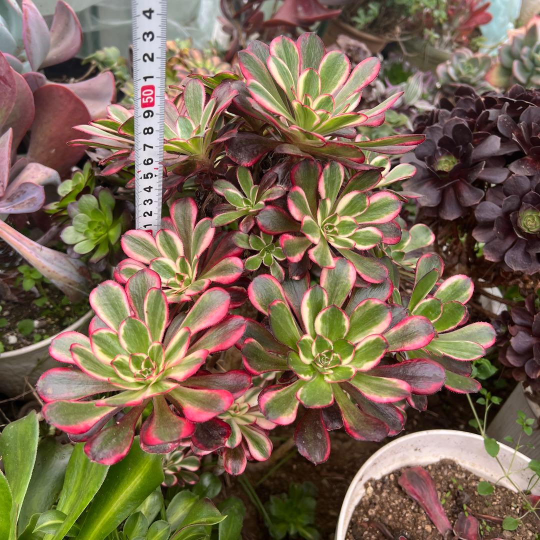 多肉植物。抜き苗。シャネル法師錦