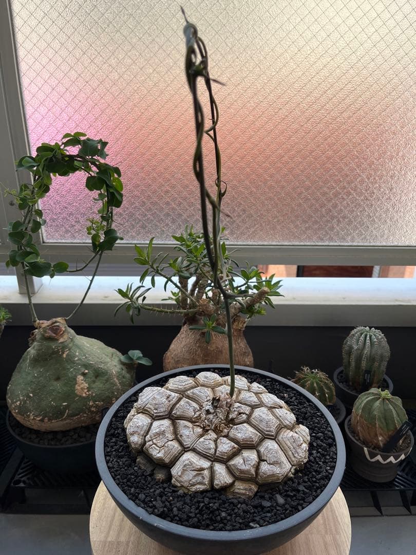 最終値下げ メキシコ亀甲竜　現地球　美株