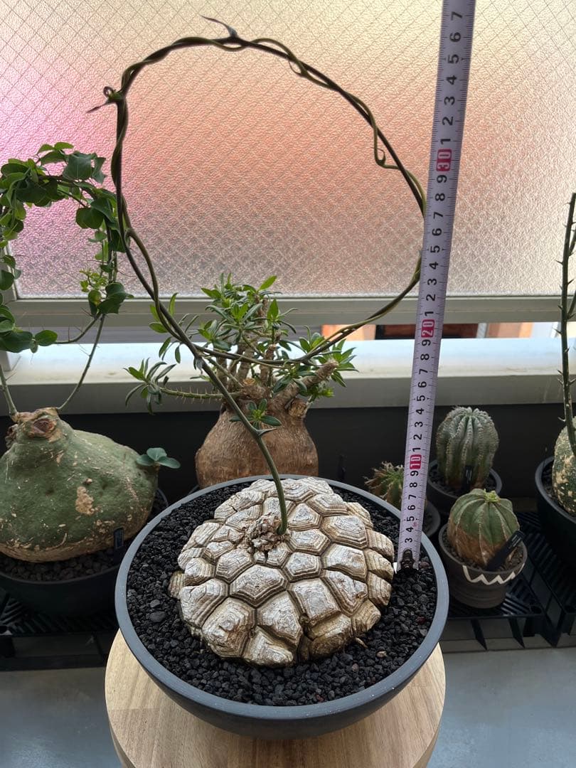 最終値下げ メキシコ亀甲竜　現地球　美株