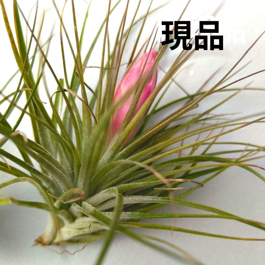 ✅️ティランジア・ストリクタ（エアブランツ　ティランジア属）花苞付き現品