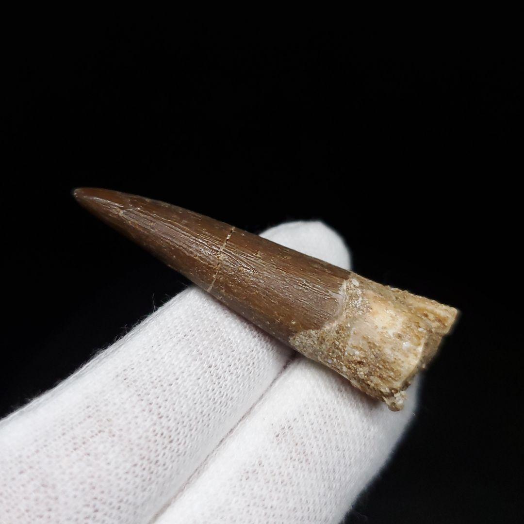 美品 プレシオサウルス 化石 歯 本物 44.80mm ケース付き pr127