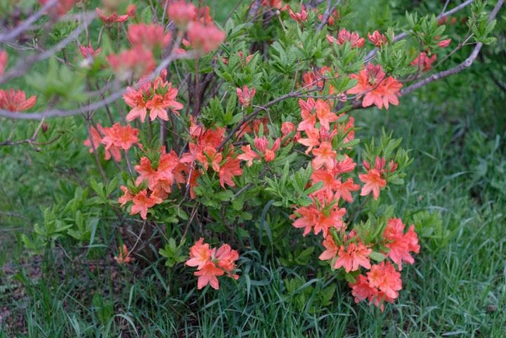 ライカ　ズミクロン　Leica SUMMICRON 50mm f/2 2nd