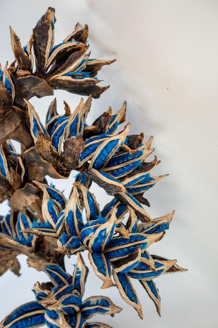 タビビトノキ 青い種 7 旅人の木 オオギバショウ 丸ごと 種子