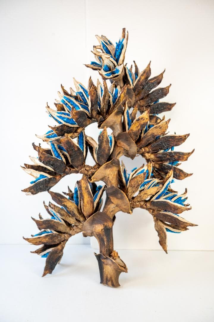 タビビトノキ 青い種 7 旅人の木 オオギバショウ 丸ごと 種子