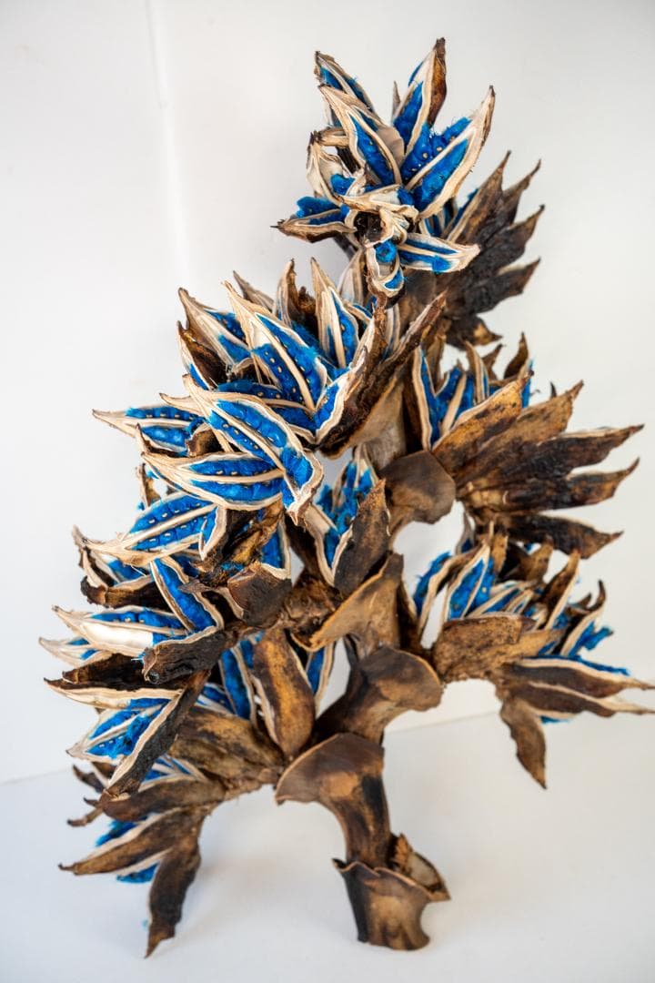 タビビトノキ 青い種 7 旅人の木 オオギバショウ 丸ごと 種子