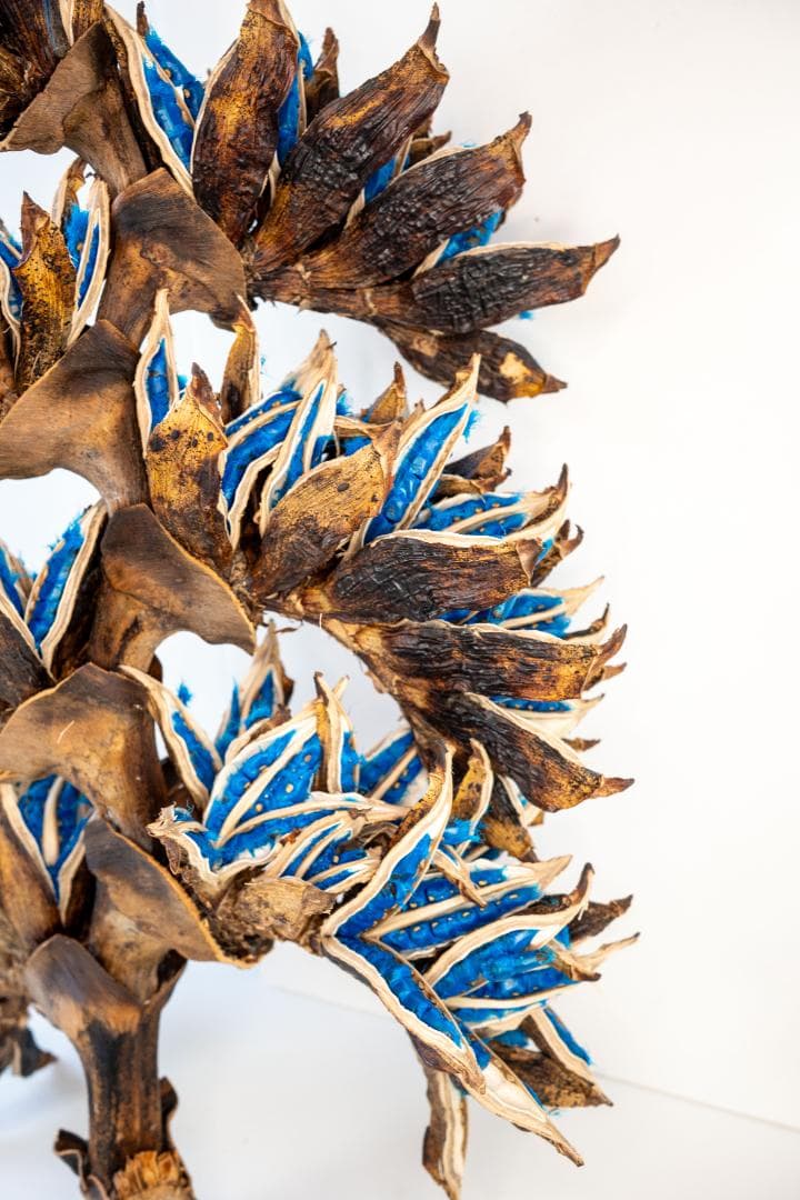 タビビトノキ 青い種 7 旅人の木 オオギバショウ 丸ごと 種子