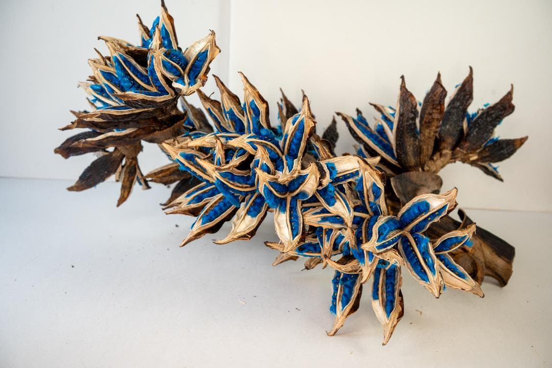 タビビトノキ 青い種 7 旅人の木 オオギバショウ 丸ごと 種子