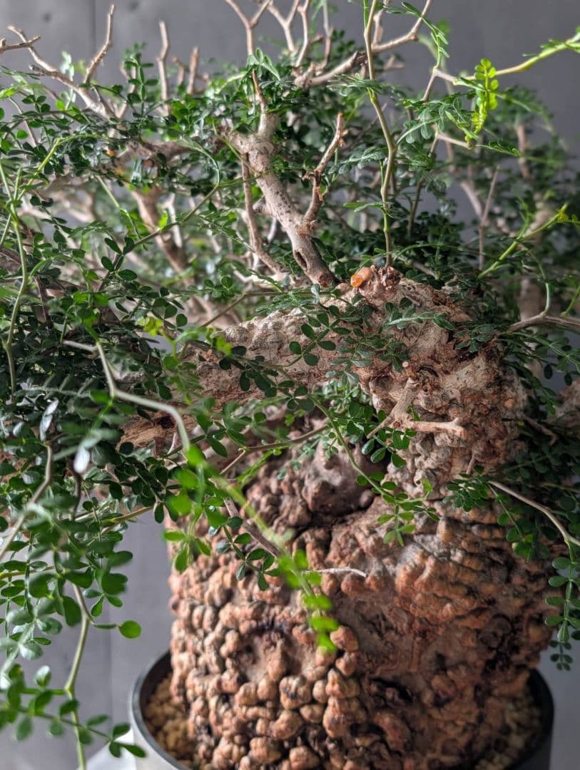 オペルクリカリアパキプス 発根済み 発根管理 塊根 コーデックス ベアルート