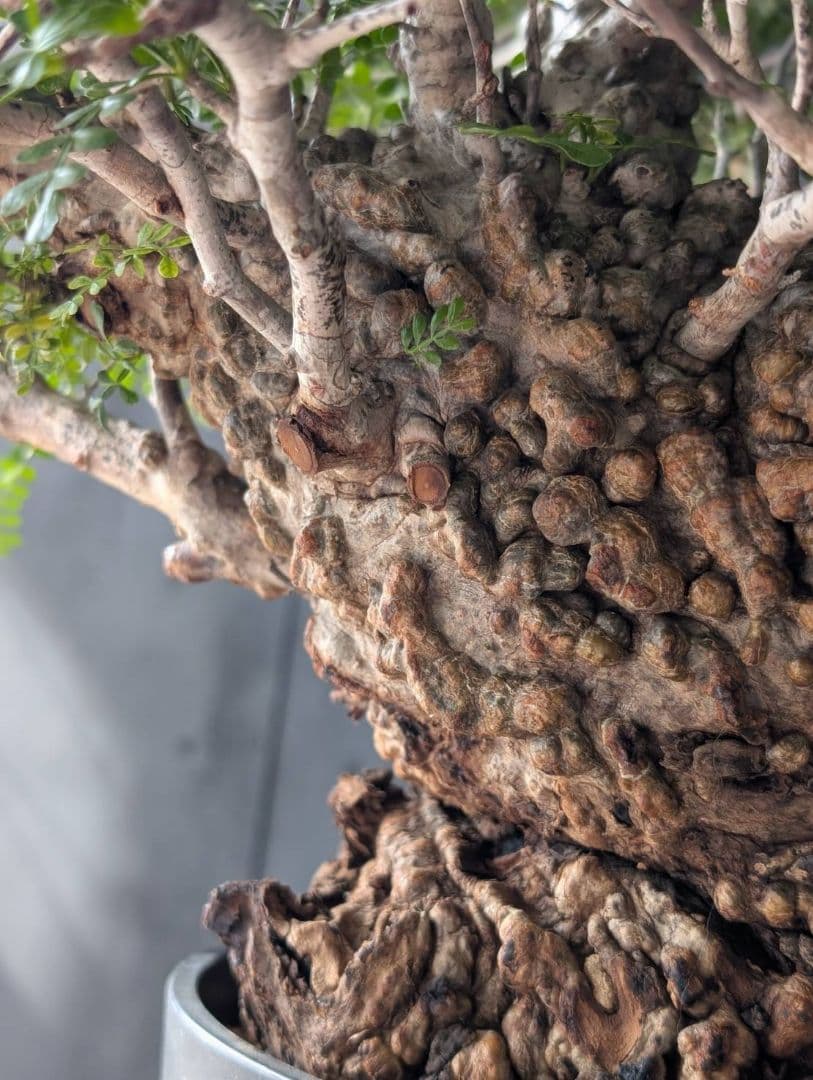 オペルクリカリアパキプス 発根済み 発根管理 塊根 コーデックス ベアルート