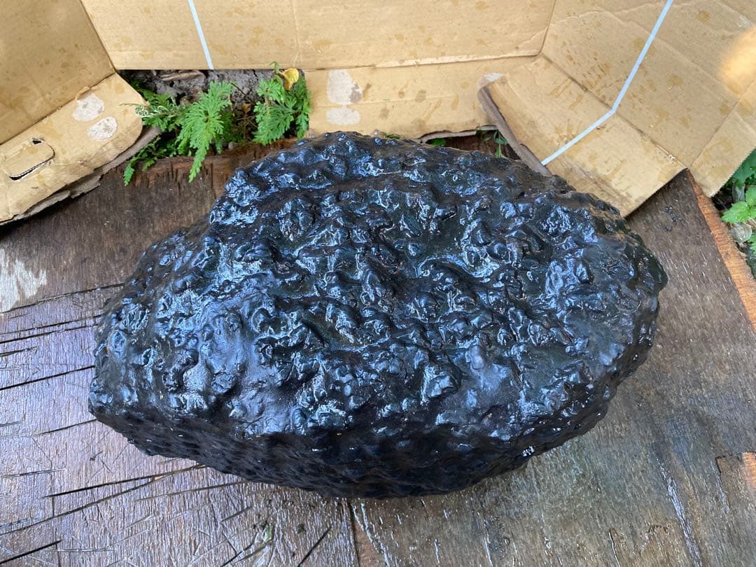 鱗石　豆石　真黒石