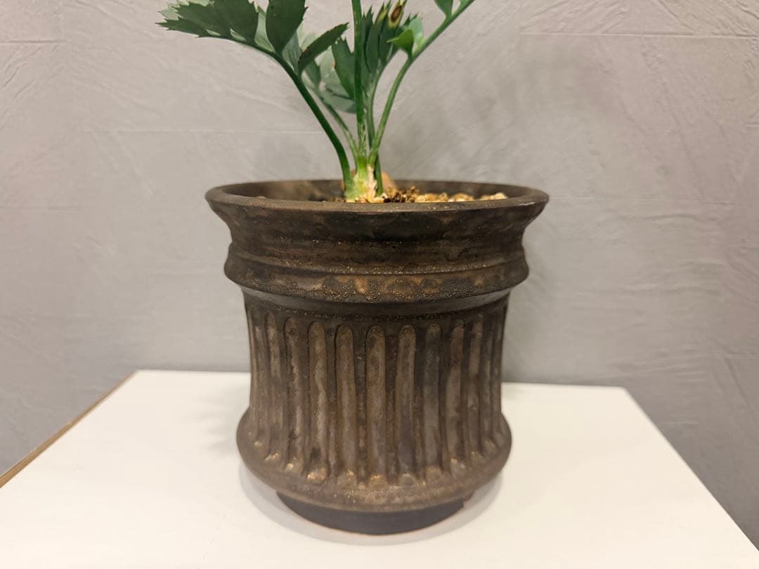 エンセファラルトス　ホリダス・作家鉢　保田修作氏