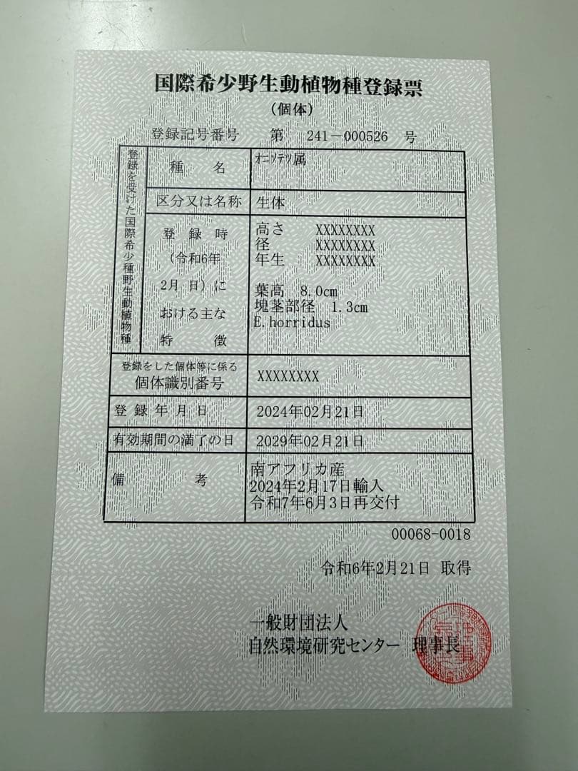 エンセファラルトス　ホリダス・作家鉢　保田修作氏