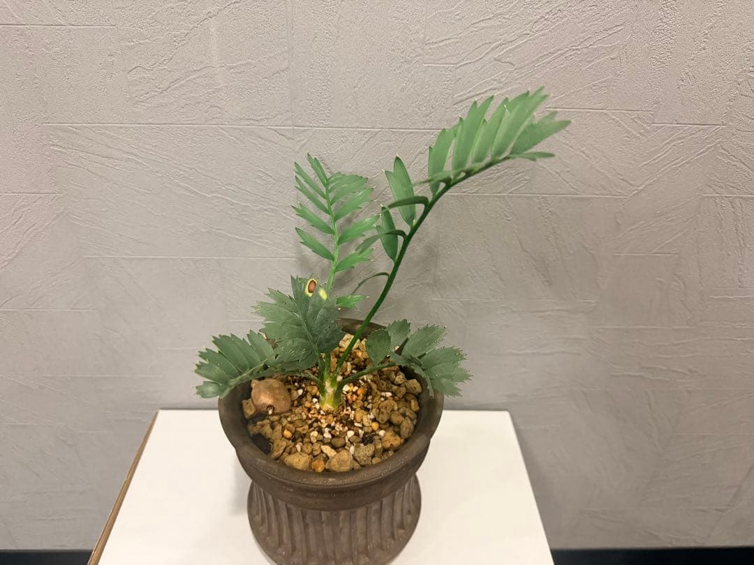 エンセファラルトス　ホリダス・作家鉢　保田修作氏