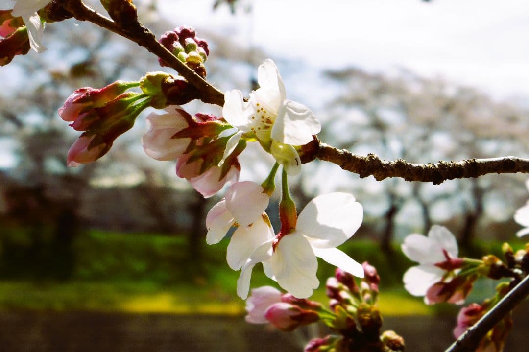 【美品】PENTAX Q10とオマケ付き