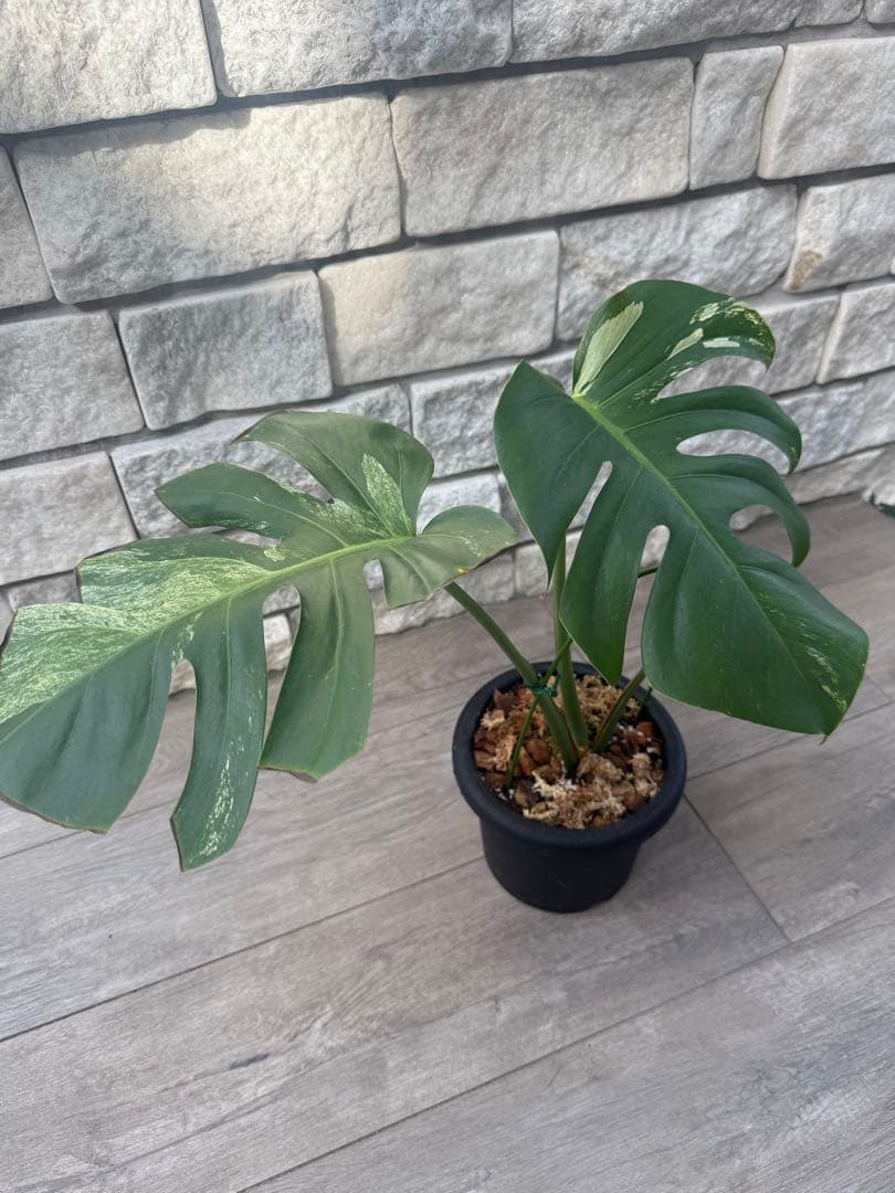 たまのろ様 リクエスト 4点 まとめ商品