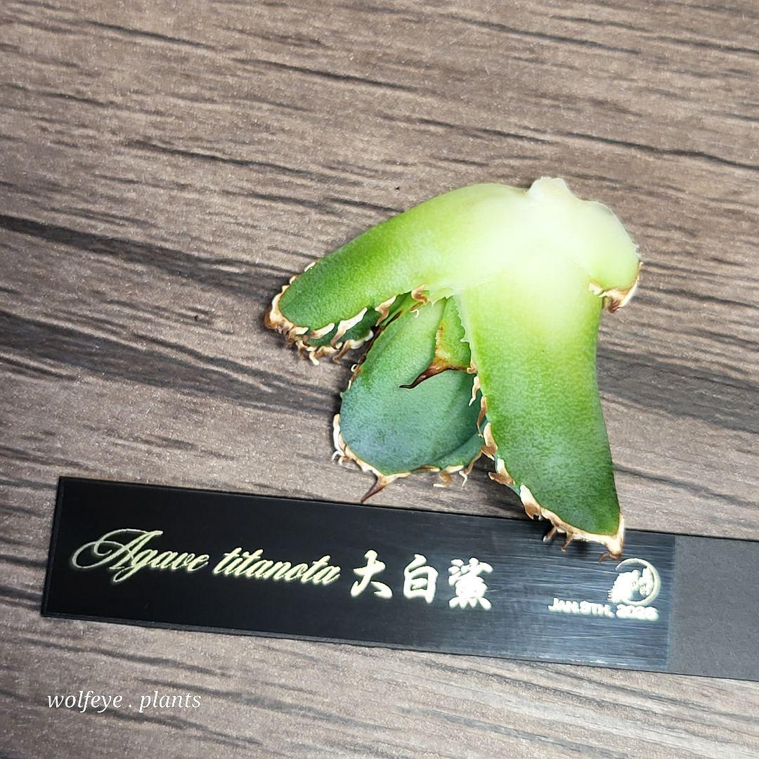 T*8様 アガベ チタノタ 大白鯊 PUP ホホジロザメ lize産