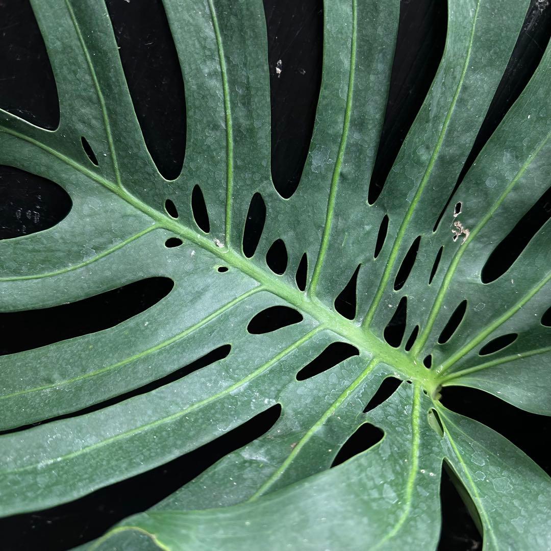 S*P様 モンステラデリシオーサマクロコズム超希少系統鉢植え75㎝