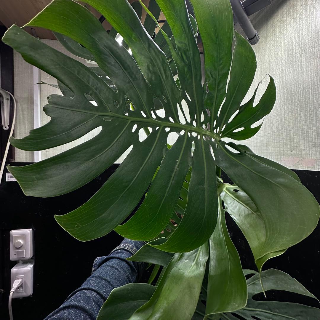 S*P様 モンステラデリシオーサマクロコズム超希少系統鉢植え75㎝