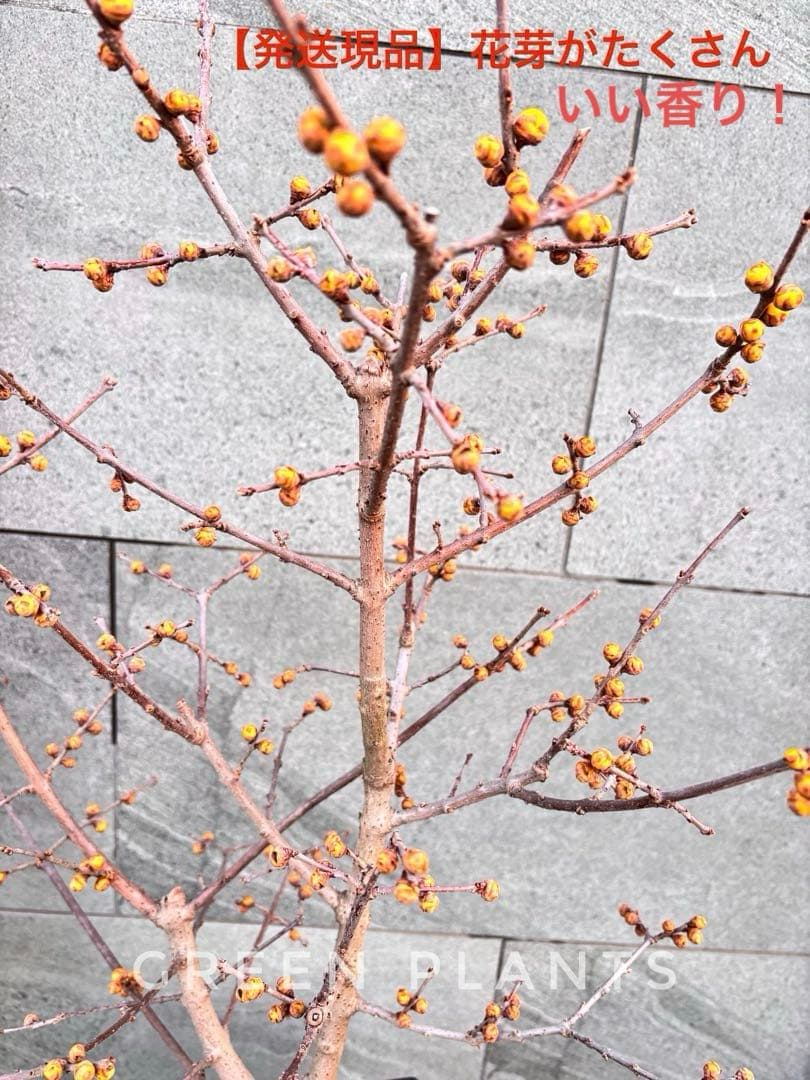 蝋梅 苗 接木5年生 満月 大苗 鉢植え【ロウバイ】開花開始