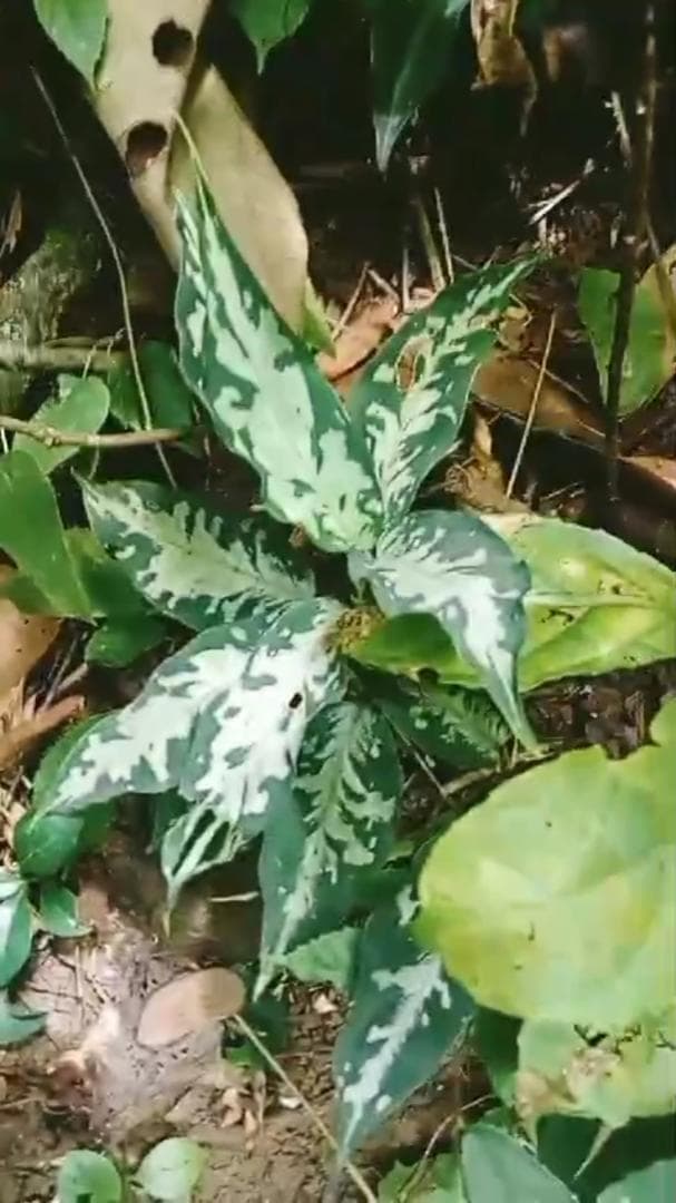 ◆RGL◆子株 アチェ産 ワイルド 現地便 アグラオネマ ピクタム アルゲンタム