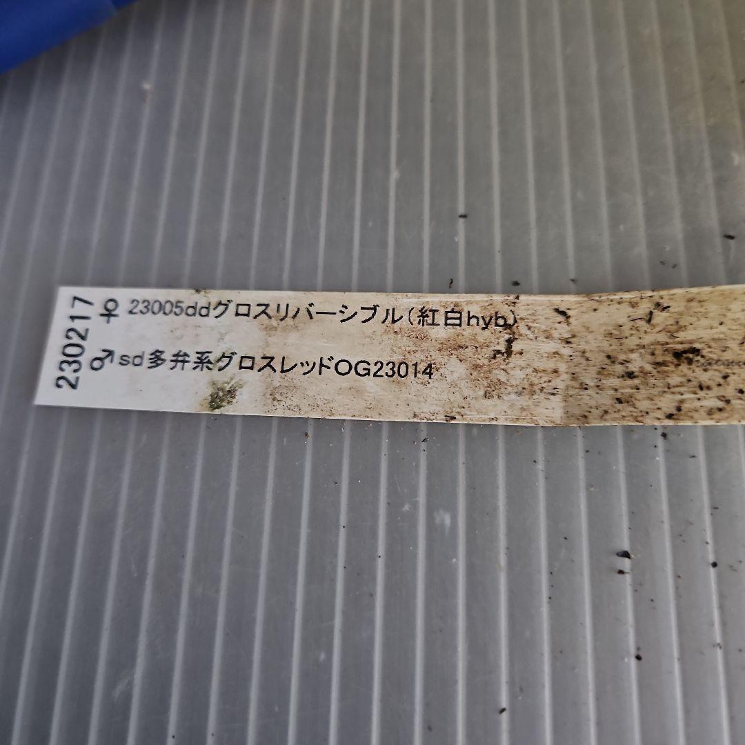 ★おぎっちょ様ご購入苗✿㉖-99✿㉖-274クリスマスローズ