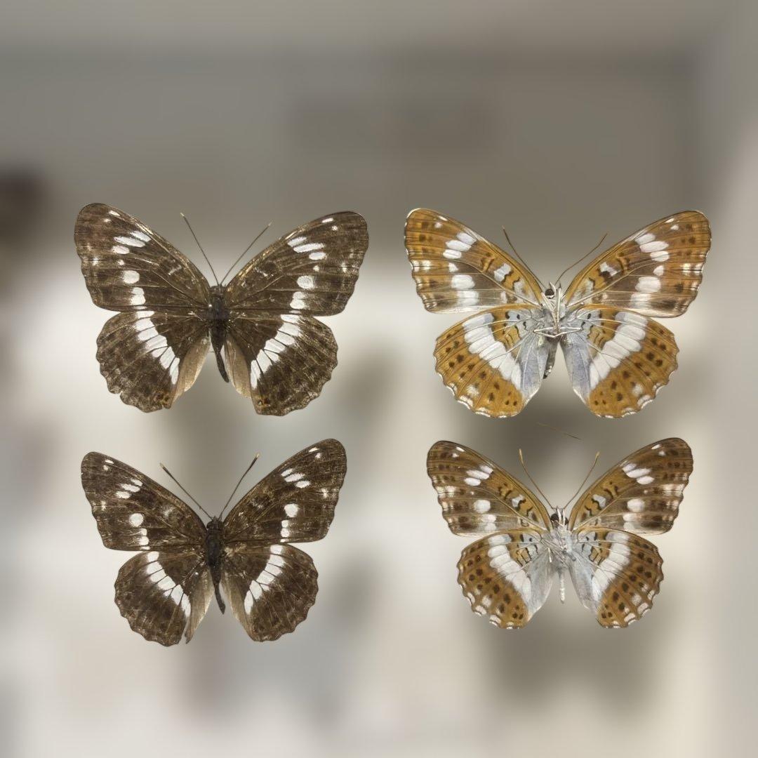 蝶標本、イシガケ-イチモンジ-ミスジの仲間46匹