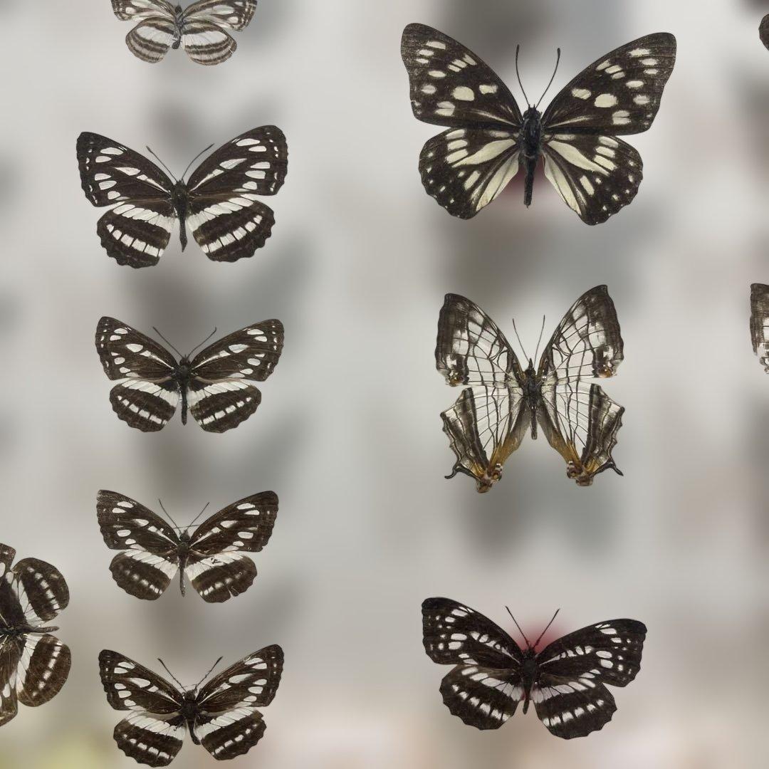 蝶標本、イシガケ-イチモンジ-ミスジの仲間46匹