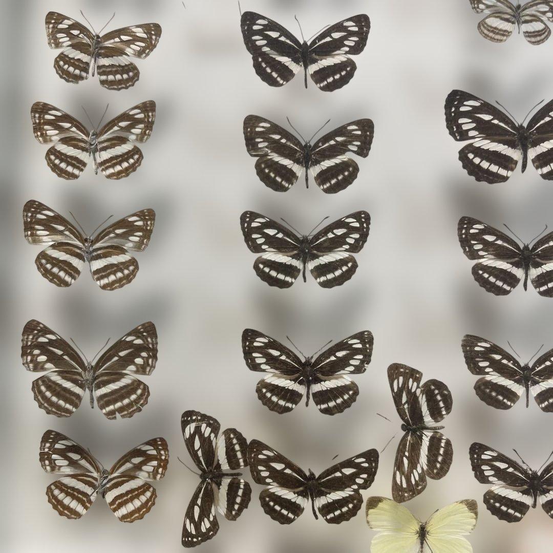 蝶標本、イシガケ-イチモンジ-ミスジの仲間46匹