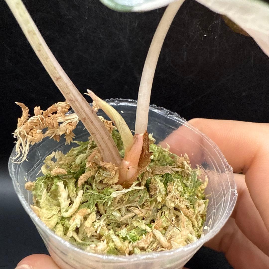 アロカシア ハートバルーン ピンク 台湾form