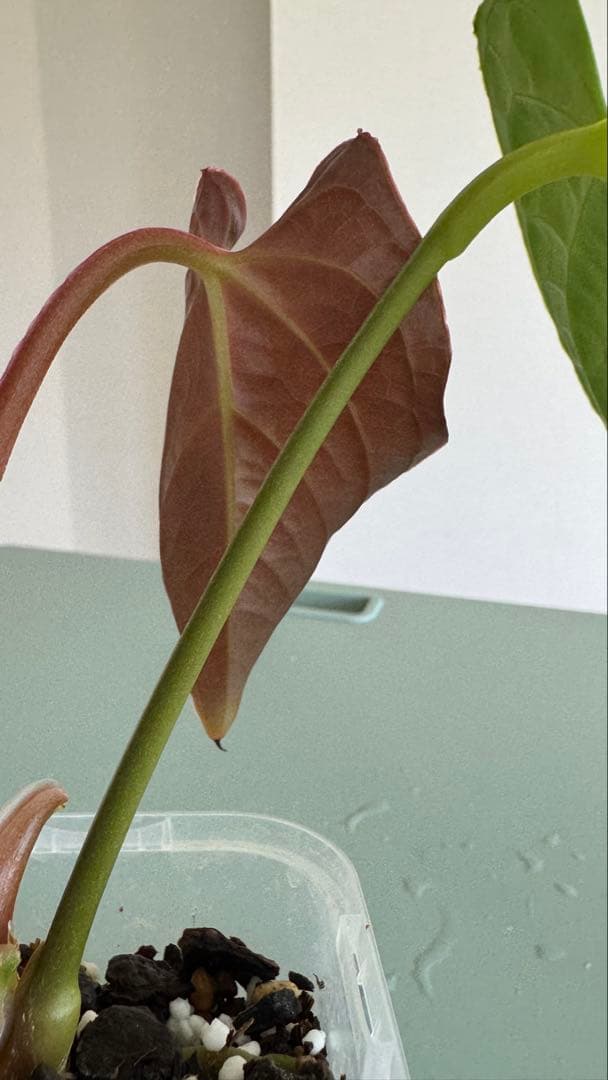 真っ赤な新葉展開中です Anthurium Regale x Luxurians