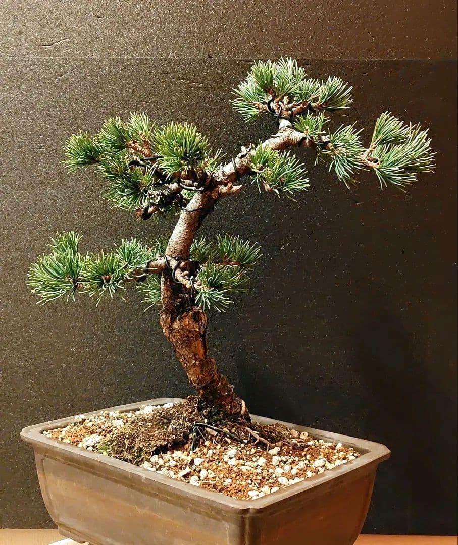 那須五葉松盆栽！