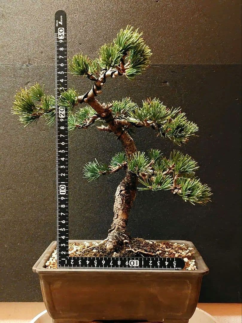 那須五葉松盆栽！