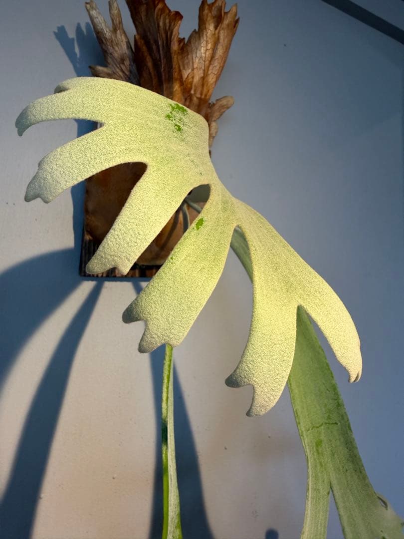 P willinckii × P.andinum mix spore