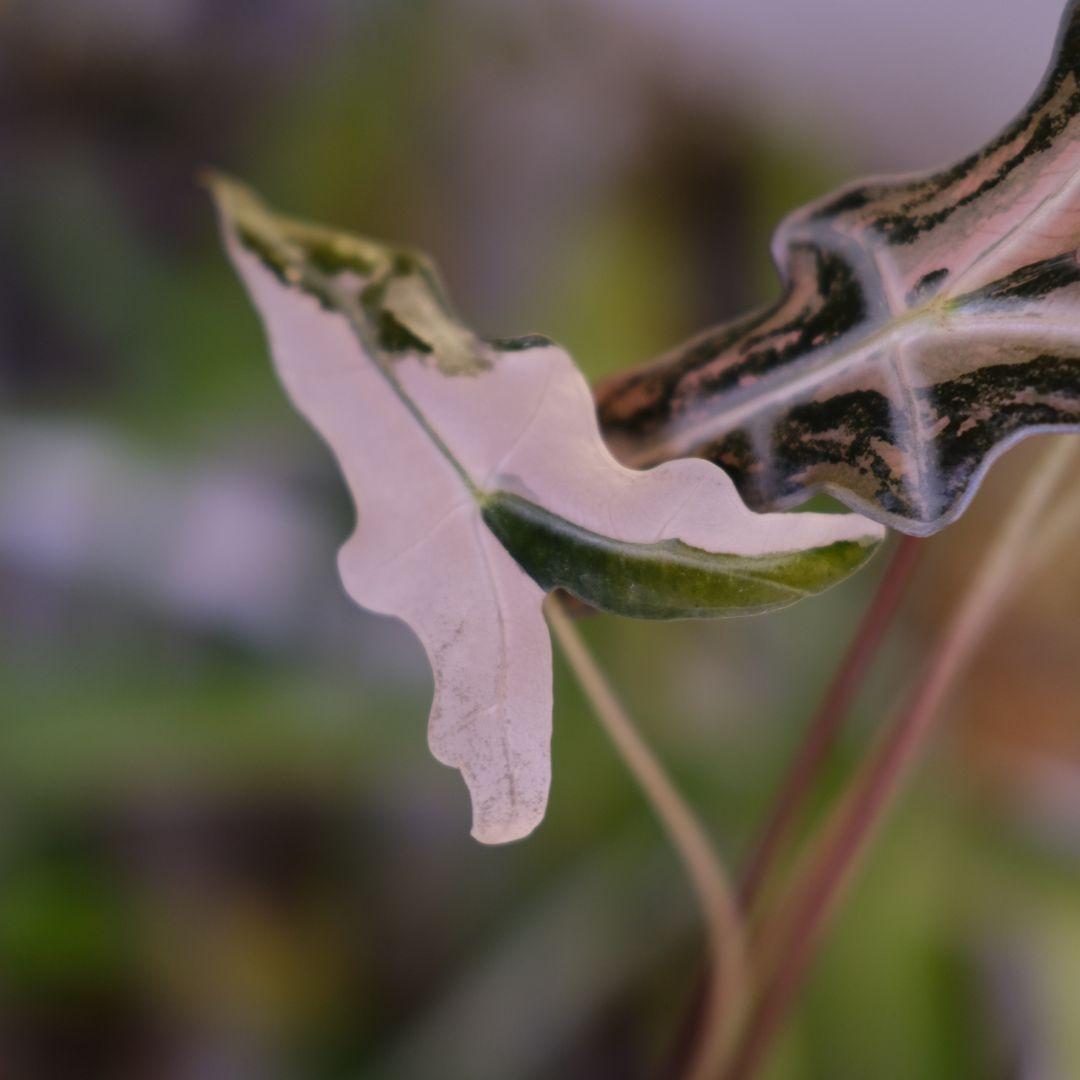 Alocasia Nobillis Pink\"K\"│アロカシア・ノビリス・ピンク