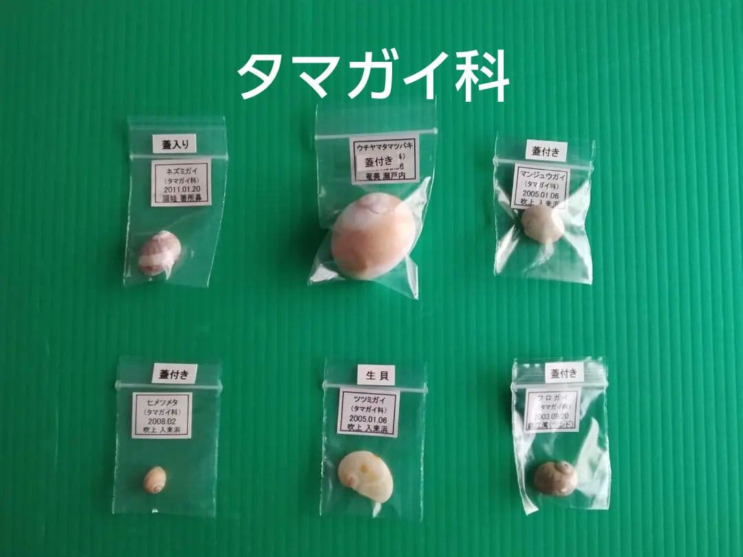【くまのみVII】タカラガイ科他４５種類の貝殻