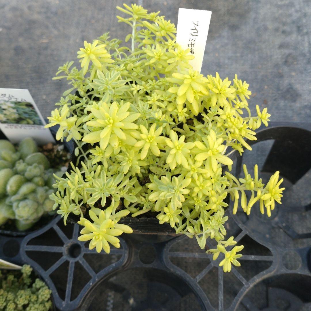 雪うさぎさん専用