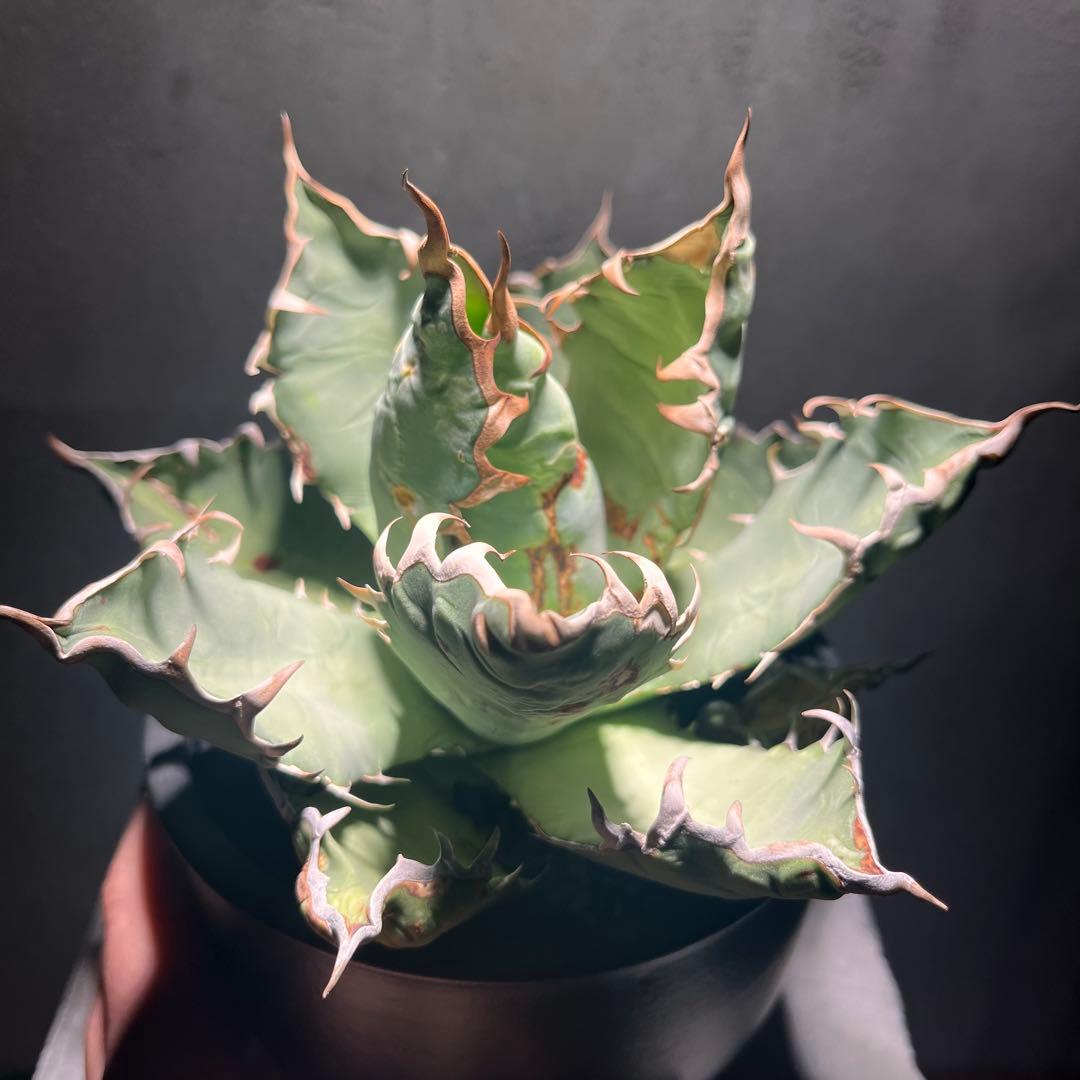 アガベ・オアハカオテロイ現地株　発根済　大株　コレクション株　断捨離