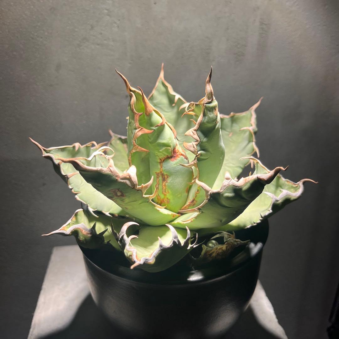 アガベ・オアハカオテロイ現地株　発根済　大株　コレクション株　断捨離