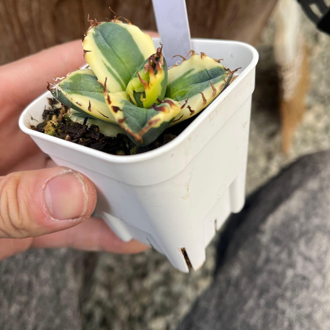 U*R様 アガベ魔丸錦黄覆輪斑入り抜き苗発送