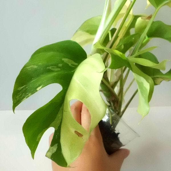 ラフィドフォラ テトラスペルマ パラゴン　トップカット　斑入り 発根済み