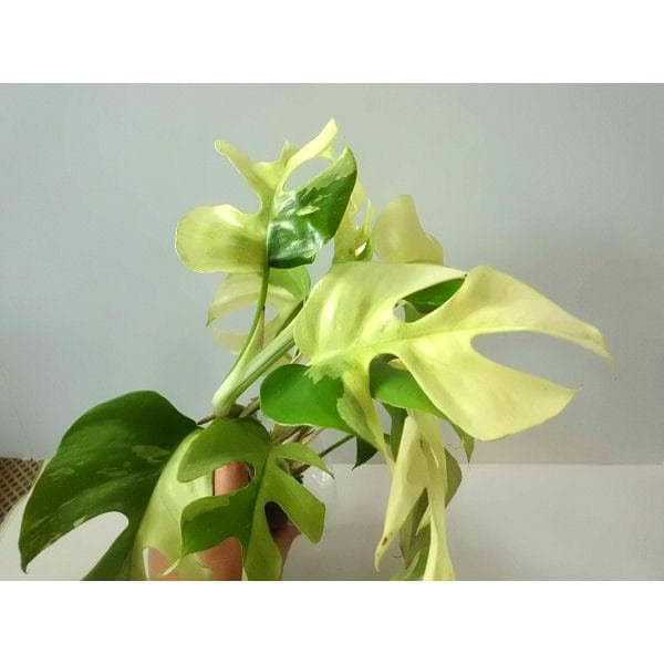 ラフィドフォラ テトラスペルマ パラゴン　トップカット　斑入り 発根済み