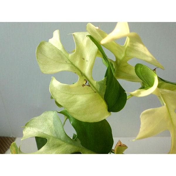 ラフィドフォラ テトラスペルマ パラゴン　トップカット　斑入り 発根済み