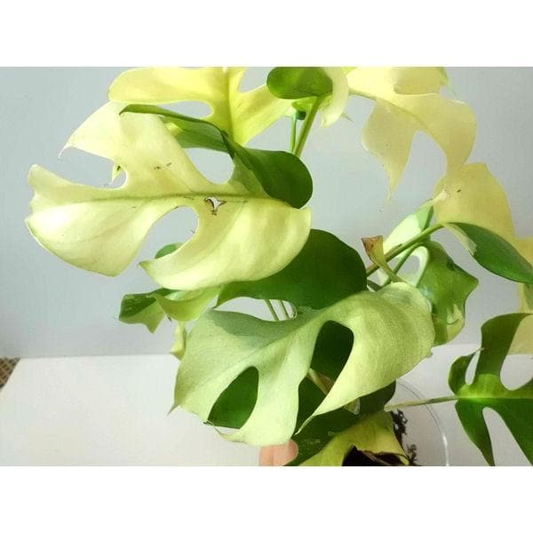 ラフィドフォラ テトラスペルマ パラゴン　トップカット　斑入り 発根済み