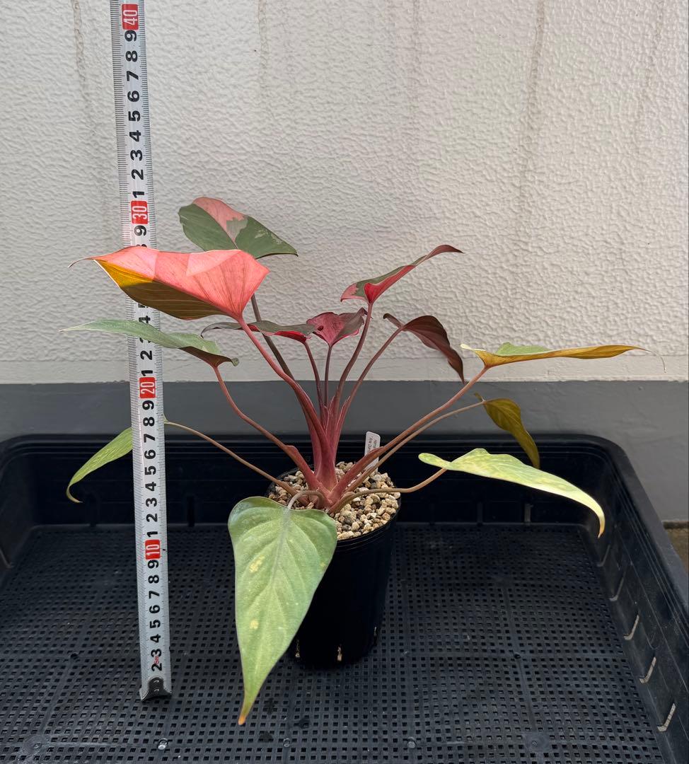 一時的に値下げ中希少　ホマロメナ　ピンクダイヤモンド　大型美株　鉢ごとメルカリ便