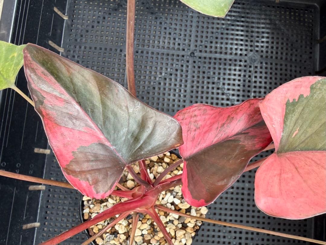 一時的に値下げ中希少　ホマロメナ　ピンクダイヤモンド　大型美株　鉢ごとメルカリ便