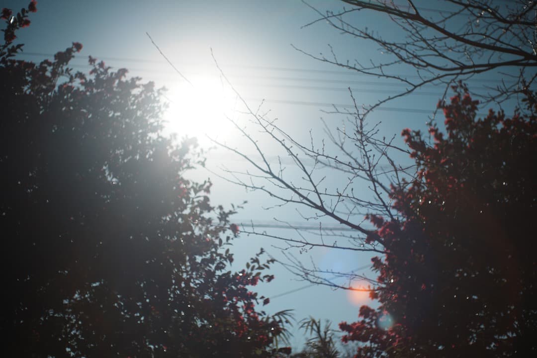 【整備テスト】オリンパス Zuiko Auto-S 40mm F1.4 379