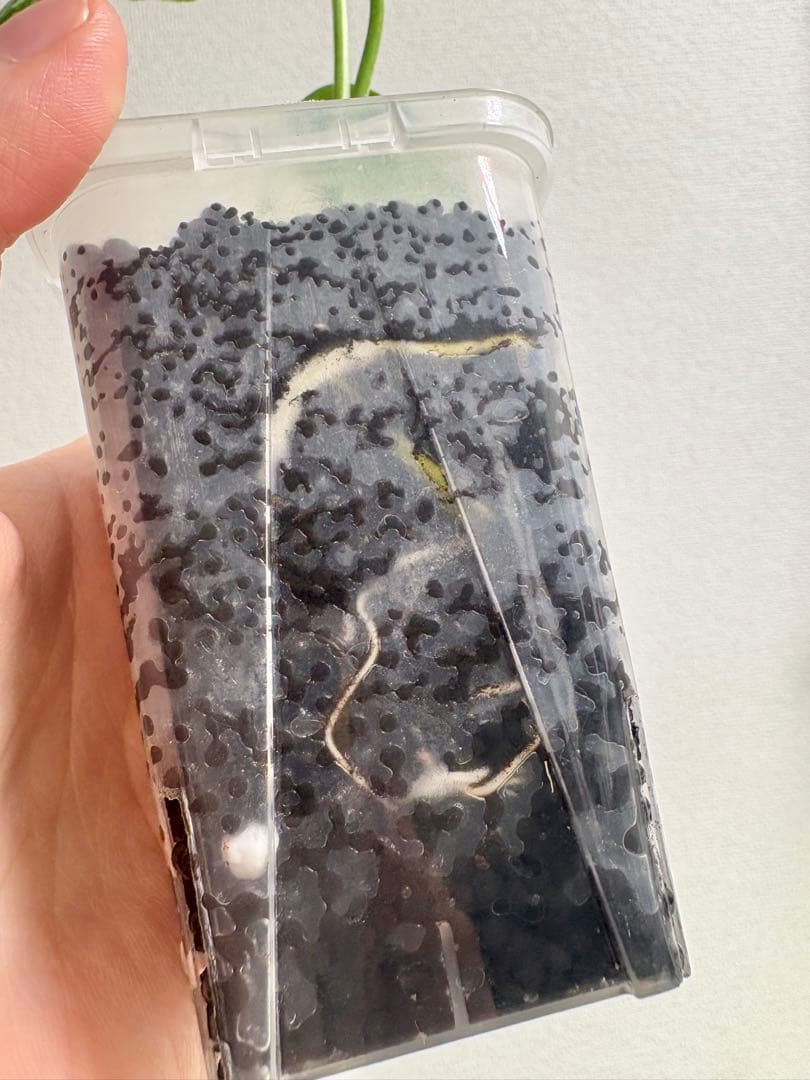 【レア】モンステラ デリシオーサ バルバソー　フシギダネ