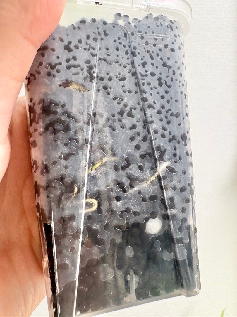 【レア】モンステラ デリシオーサ バルバソー　フシギダネ