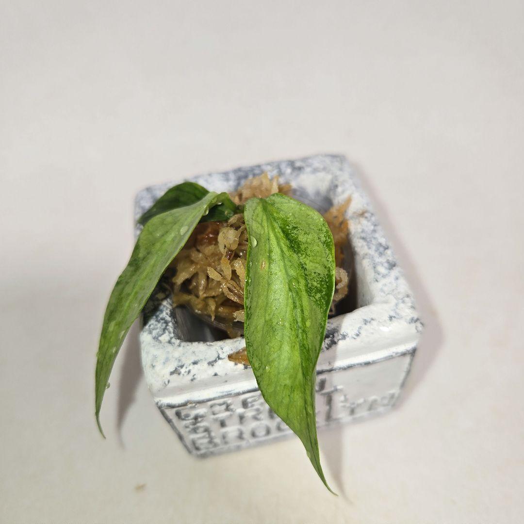 Hoya polyneura silver カット苗