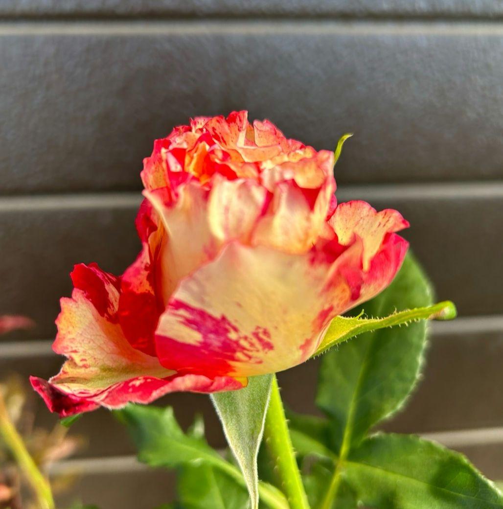 ワンコ　バラ苗